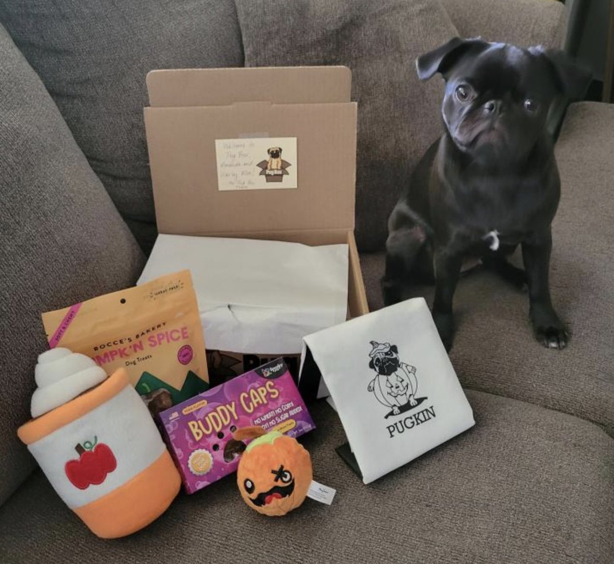 PugBoxes's tweet photo. What better is there to celebrate a fabulous fall Friday than grabbing a pumpkin spice latte?! We're so excited to welcome the adorable Harley Moo to the #PugBox family! 

Enjoy your new #pumpkin party toys and treats! 🧡🎃

#pugs #pug #fridayvibes #friday #pumpkinspice #dogs https://t.co/lzl6s7JvvC
