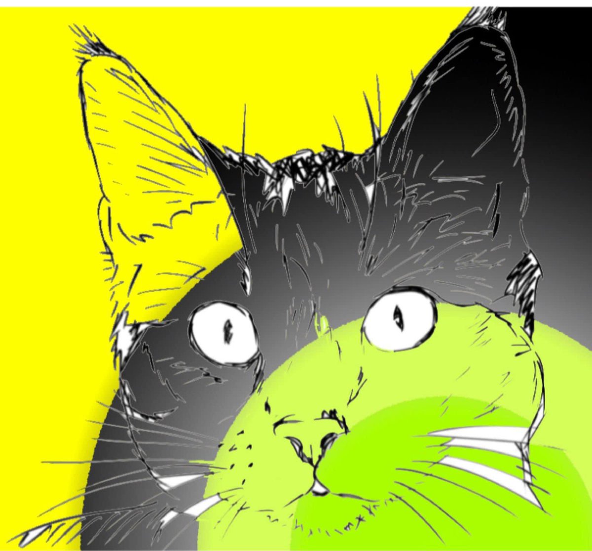 Cat universe (@catuniverse9cat) on Twitter photo 