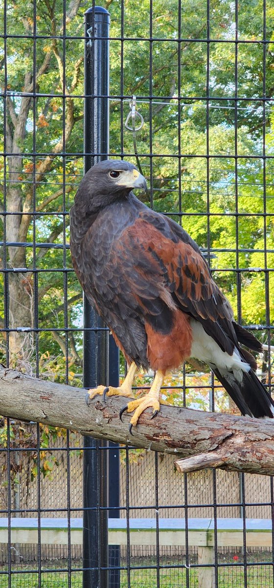 JFeRg52's tweet photo. #RallyHawk https://t.co/xhYDRYJbaK