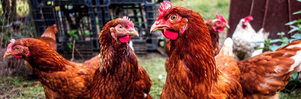 Tweet by AVMA (American Veterinary Medical Association)