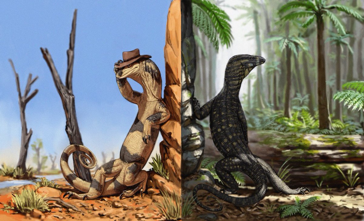 Biogeography.News (@jbiogeography) on Twitter photo Georeferenced photographs obtained from #iNaturalist to study geographical variation in colour polymorphism reveals a mesic–arid gradient in the Lace Monitors (Varanus varius).
onlinelibrary.wiley.com/doi/10.1111/jb…
<a href="/FarquharJules/">Jules Farquhar</a>
<a href="/arman_pili/">Arman Pili</a>
<a href="/russell_wyn/">Wyn Russell</a> Georeferenced photographs obtained from #iNaturalist to study geographical variation in colour polymorphism reveals a mesic–arid gradient in the Lace Monitors (Varanus varius).
onlinelibrary.wiley.com/doi/10.1111/jb…
<a href="/FarquharJules/">Jules Farquhar</a>
<a href="/arman_pili/">Arman Pili</a>
<a href="/russell_wyn/">Wyn Russell</a>