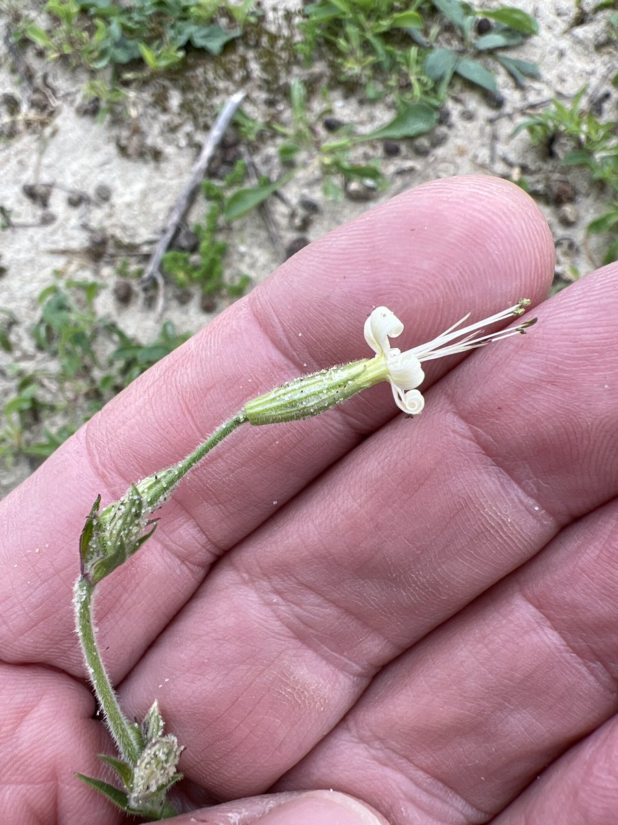 Vandaag nog enkele #nachtsilene gevonden in bloei bij de #Brouwersdam @FLORONNederland