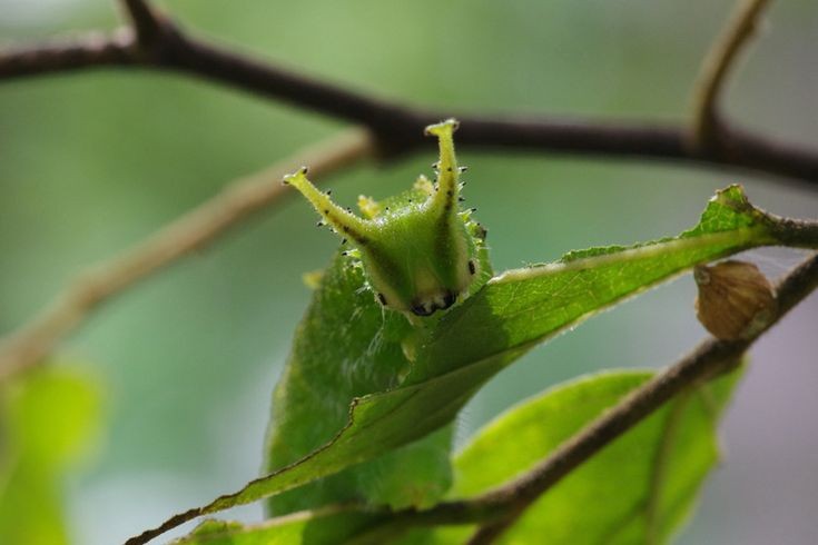 fawnli's tweet photo. the owo caterpillar https://t.co/D1uJAnA7Ay