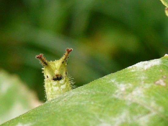 fawnli's tweet photo. the owo caterpillar https://t.co/D1uJAnA7Ay