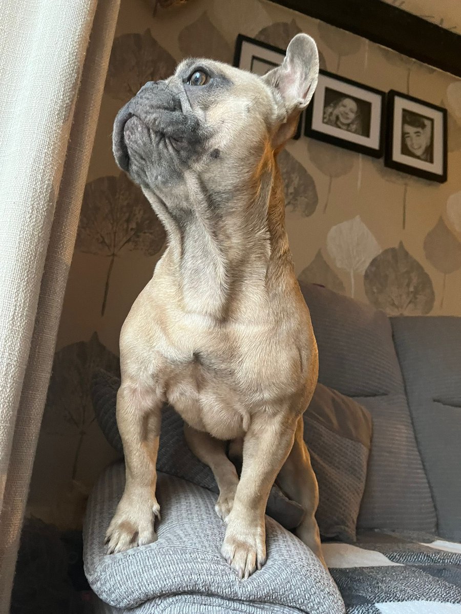 ThfcArmageddon's tweet photo. @wise0w1 Our #Henchie Ozzy 💙 https://t.co/fCb15l2xgQ