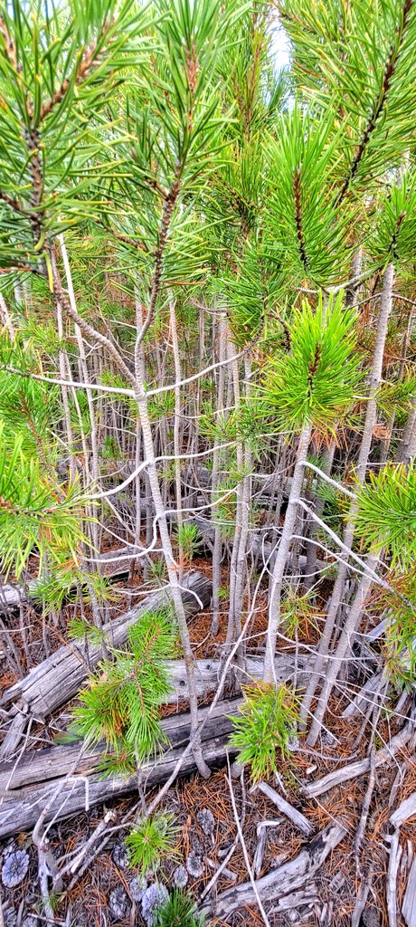 Adam ™ Ford tweet media