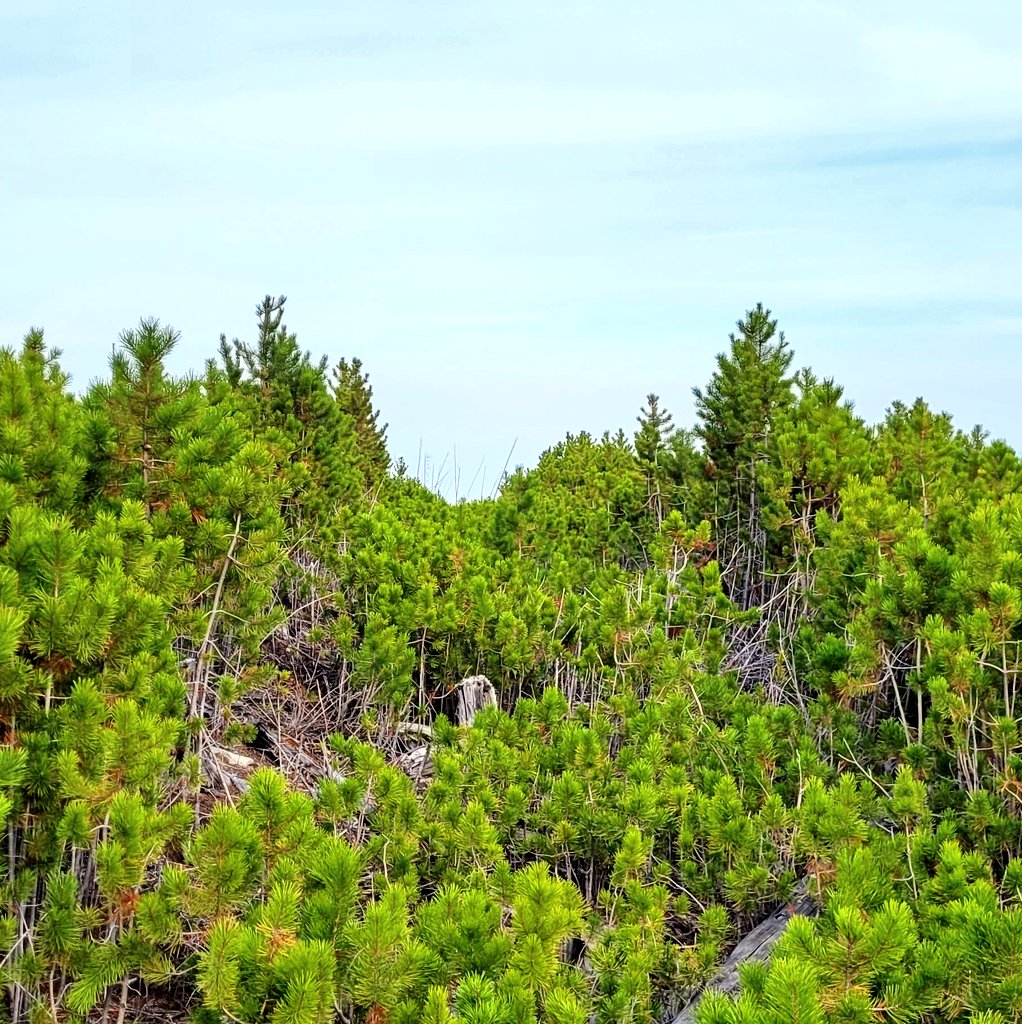Foresters, in some parts of interior BC there are some very strange linear patterns in lodgepole pine regrowth. Why? 🤔
Clearly affected by people,  but also stocking rates look too high from planting alone, and lines are OHV width or more.