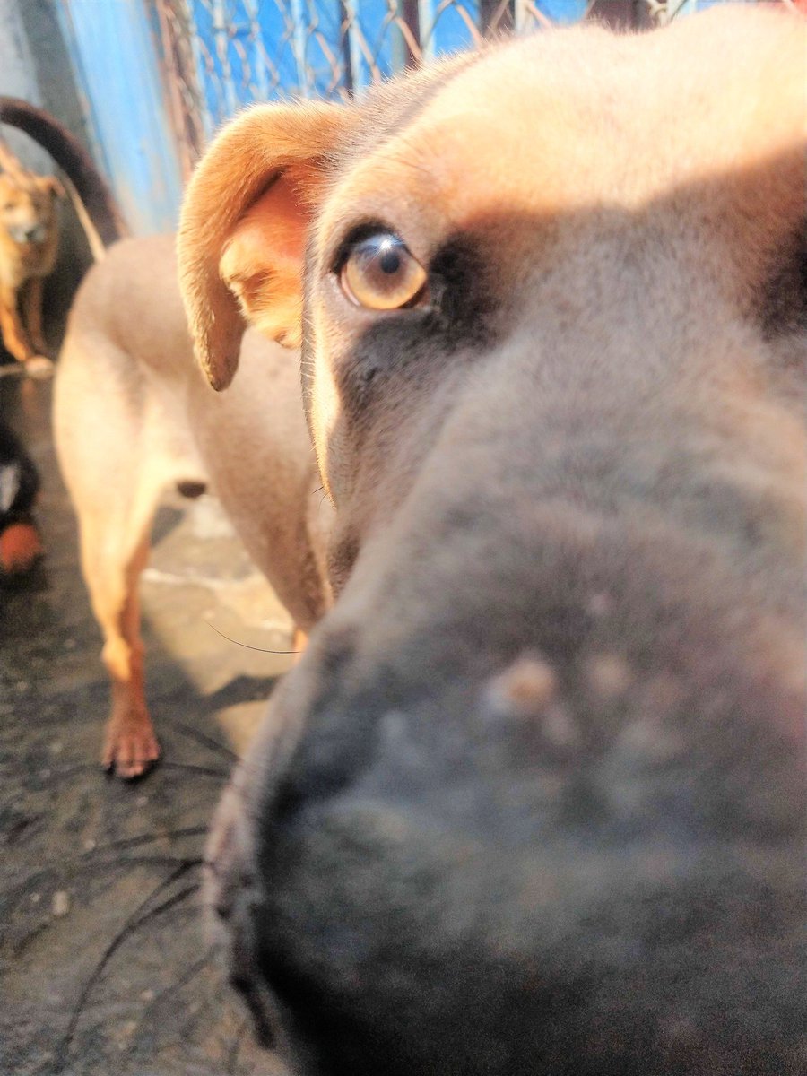 OMEYOCANAC's tweet image. 🆘Olfateo que si no llega pronto ayuda estamos en riesgo de no tener 🍖#Croquetitas y 💦!!🆘

🐕WOOF 🐕WOOF, ¿Nos 🐾ayudas?
Solo así podré seguir esperando un hogar, y mis hermanitos Omeyocanitos también!!