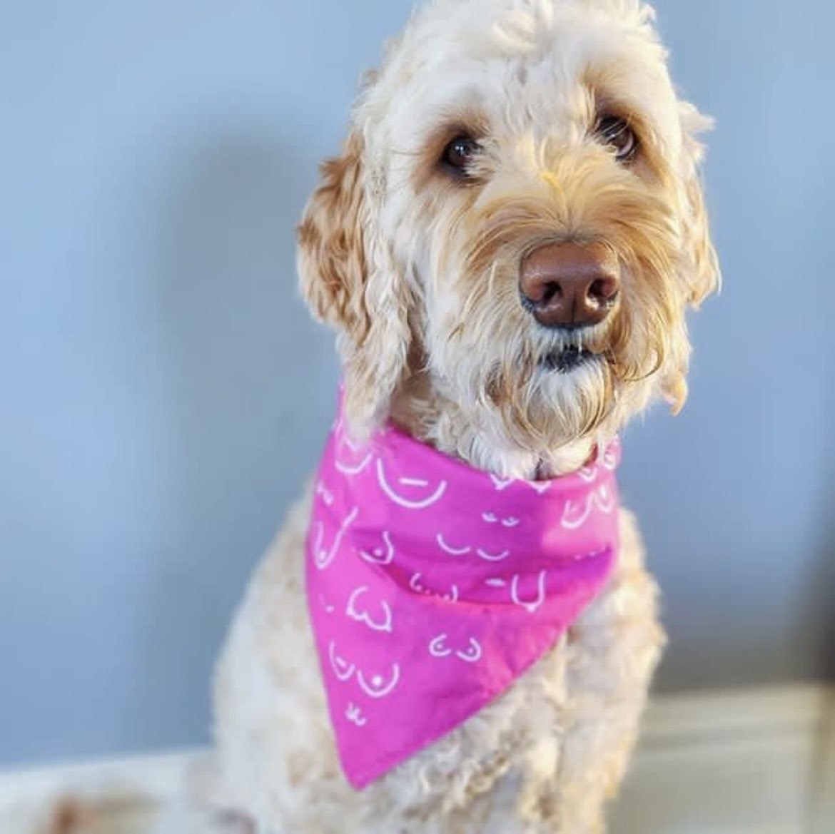 During October, Titty City Designs will be supporting MSABC Santa Monica. Featuring a variety of mastectomy scars to promote body positivity &amp; breast cancer awareness, $1 of every Brave Boobies bandana sold will be donated to MSABC Santa Monica.

Thank you Titty City!