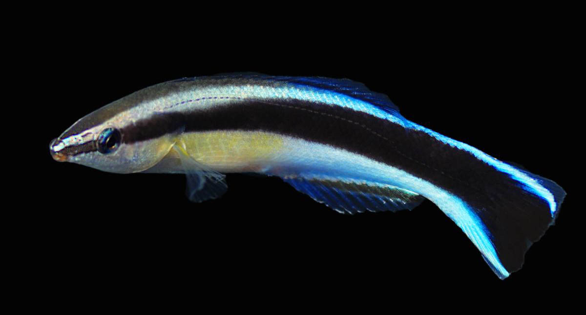 CORALmagazine's tweet photo. It has been years since the first #captivebred #Cleaner #Wrasses were created at #BaliAquarich. Now, captive-bred #CleanerWrasses are here again via efforts at @BiotaAq facilities. More at https://t.co/FNLqkd6iqS
#wrasse #labroides #aquaculture #reeftank #reefaquarium #fish https://t.co/QDOCPTkz8m