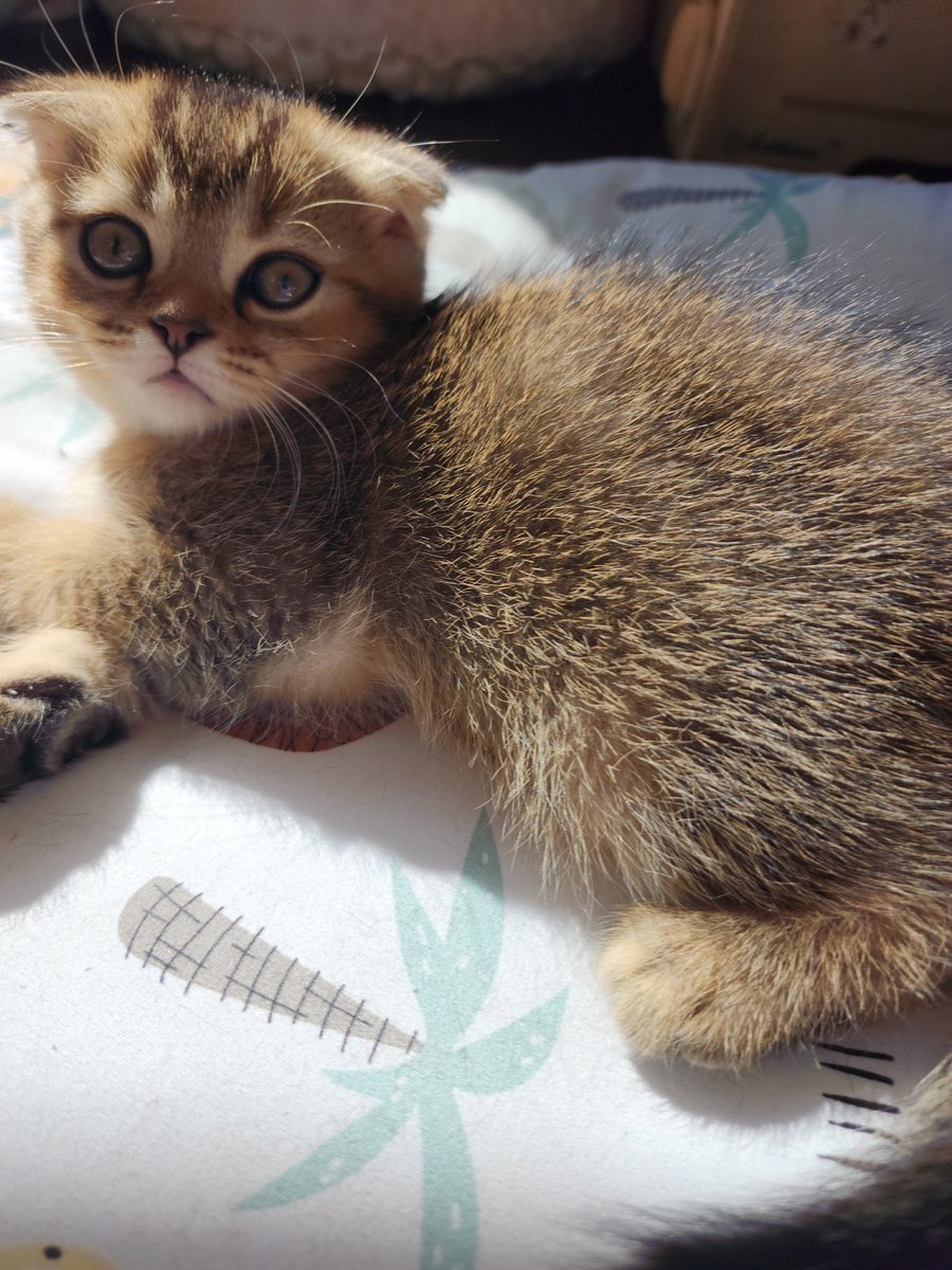 veryclassyjenn's tweet photo. These beautiful babies are almost ready to go to they're families! #veryclassypets #scottishfold #scottishfoldlovers #catsoftwitter #crazycatlady #comfortcompanion #fancyfelines #luxurykittens https://t.co/IDeohYATdF https://t.co/CJr4PjzSbB