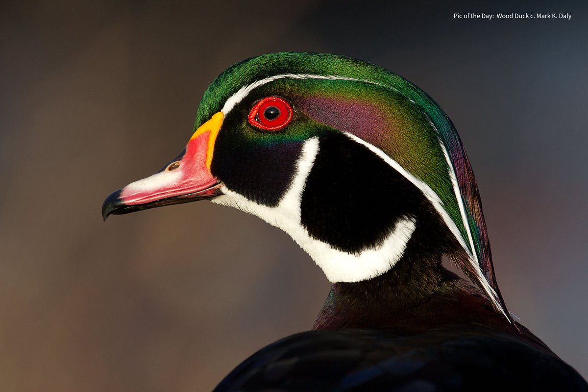 markvcr's tweet photo. Register now!  #GAP2022!
Genomes of Animals &amp; Plants Virtual Conference
Oct.18-20 https://t.co/g8PnjPgGAA 

@SCBConGen @ConBiology @ConLetters @ConservationSP #biodiversity #genomics #genetics #endangeredspecies #ecology #conservation #invasivespecies #threatenedspecies https://t.co/WsIXIAC64i