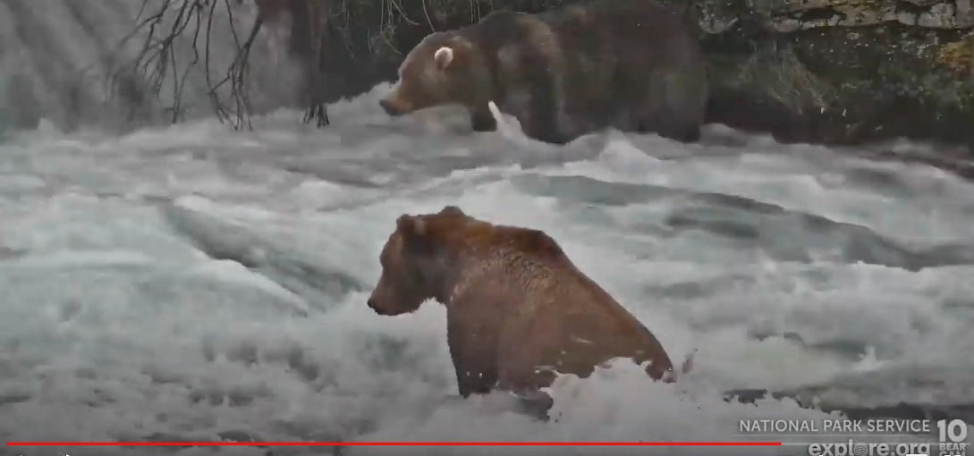 MonarchAmber's tweet photo. #FatBearWeek Who is this behind 99 in BF? https://t.co/NfGxQBiJKX