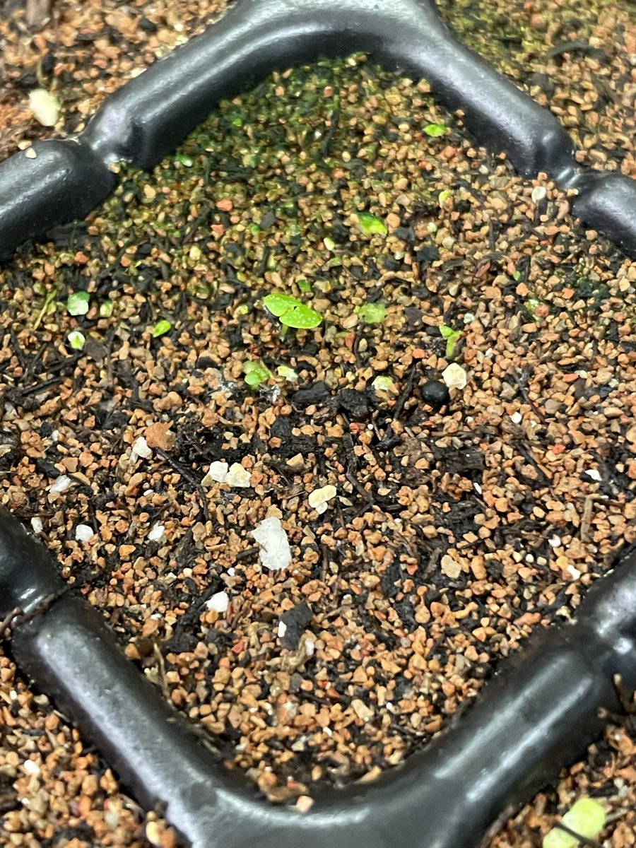 Andrew Kearns tweet media