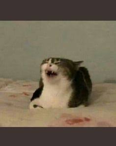 El_Spawny's tweet photo. @AgriiDlce 🫡🤣🤣 https://t.co/3L6CiTg64B