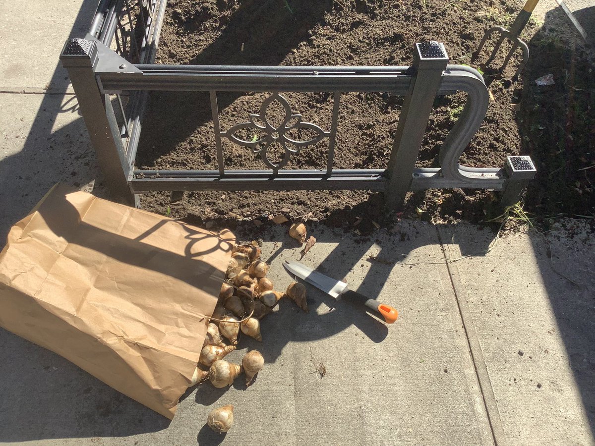 swingstreet133's tweet photo. @NY4P @NYCGreenThumb @NYCParks #NeverForget #Sept11 #daffodilProject planted @swingstreet133 @FiskarsAmericas @GrowNYC @mancb10 @FDNY @NYPD32Pct https://t.co/UsOvV3PM3h