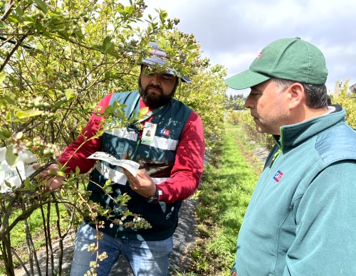 sagchile's tweet photo. Para verificar el cumplimiento de las medidas contempladas en el Systems approach para los arándanos de las regiones de Biobío y Ñuble al mercado de EEUU, el DR (s) @sagchile #Biobío Roberto Ferrada visitó uno de los 33 predios adscritos en la región al programa. https://t.co/lFtz5jxny3