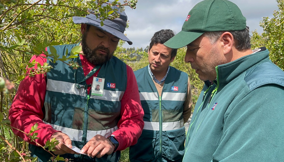 sagchile's tweet photo. Para verificar el cumplimiento de las medidas contempladas en el Systems approach para los arándanos de las regiones de Biobío y Ñuble al mercado de EEUU, el DR (s) @sagchile #Biobío Roberto Ferrada visitó uno de los 33 predios adscritos en la región al programa. https://t.co/lFtz5jxny3