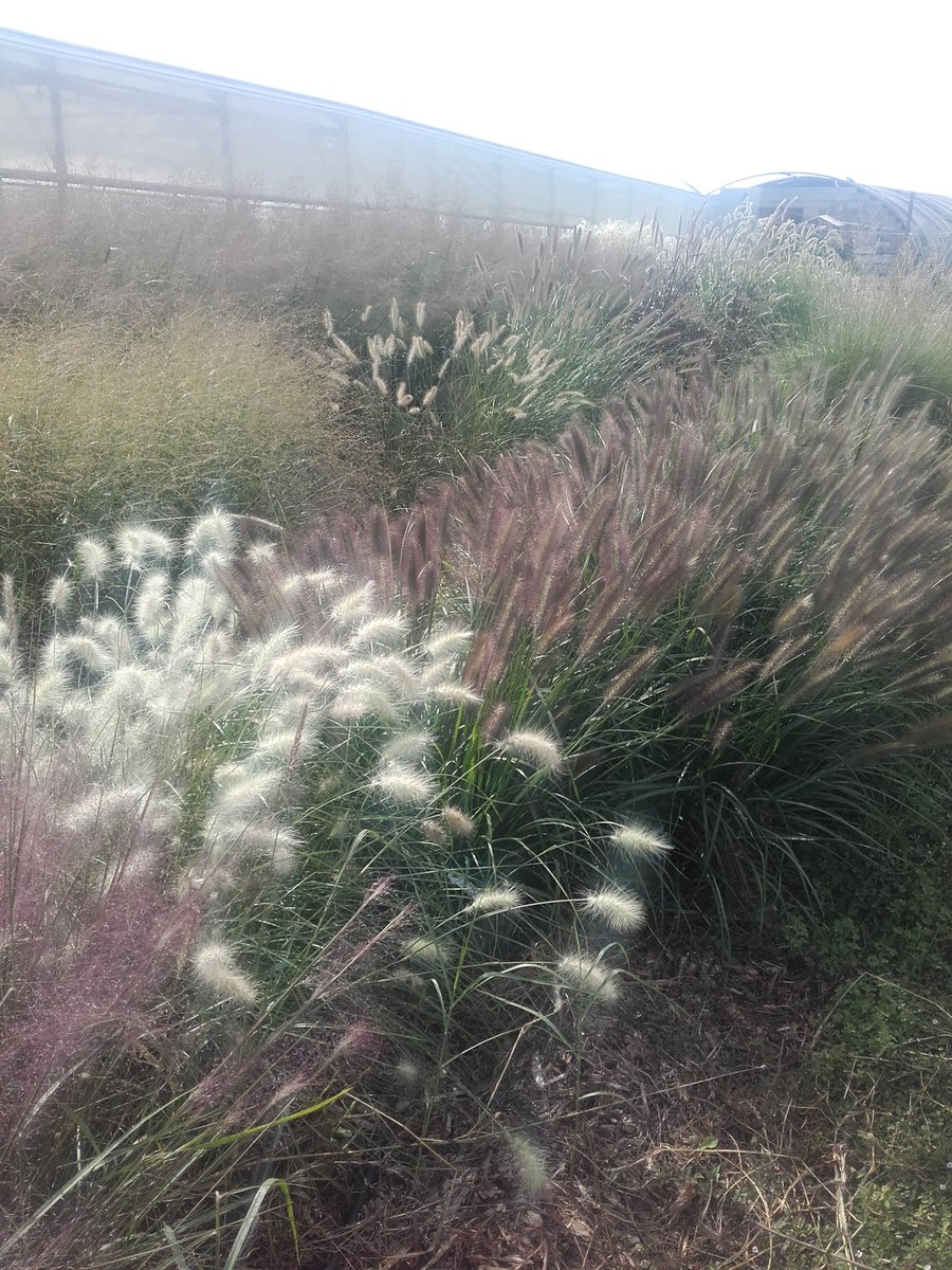 Des graminées pour la fleur coupée ou pour le paysage... de nouveaux résultats d'essais a la station #ASTREDHOR méditerranée.  Rejoignez nous pour plus d'informations.