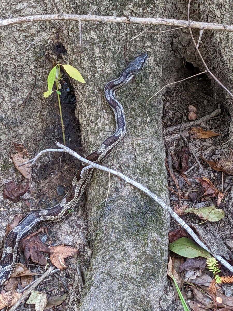 Nate Jones tweet media