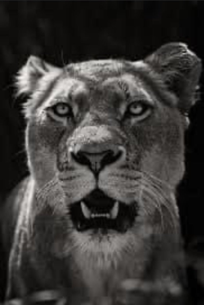 CHAMPIONS OF THE WORLD #Lionesses <a href="/EnglandFootball/">England Football</a>
