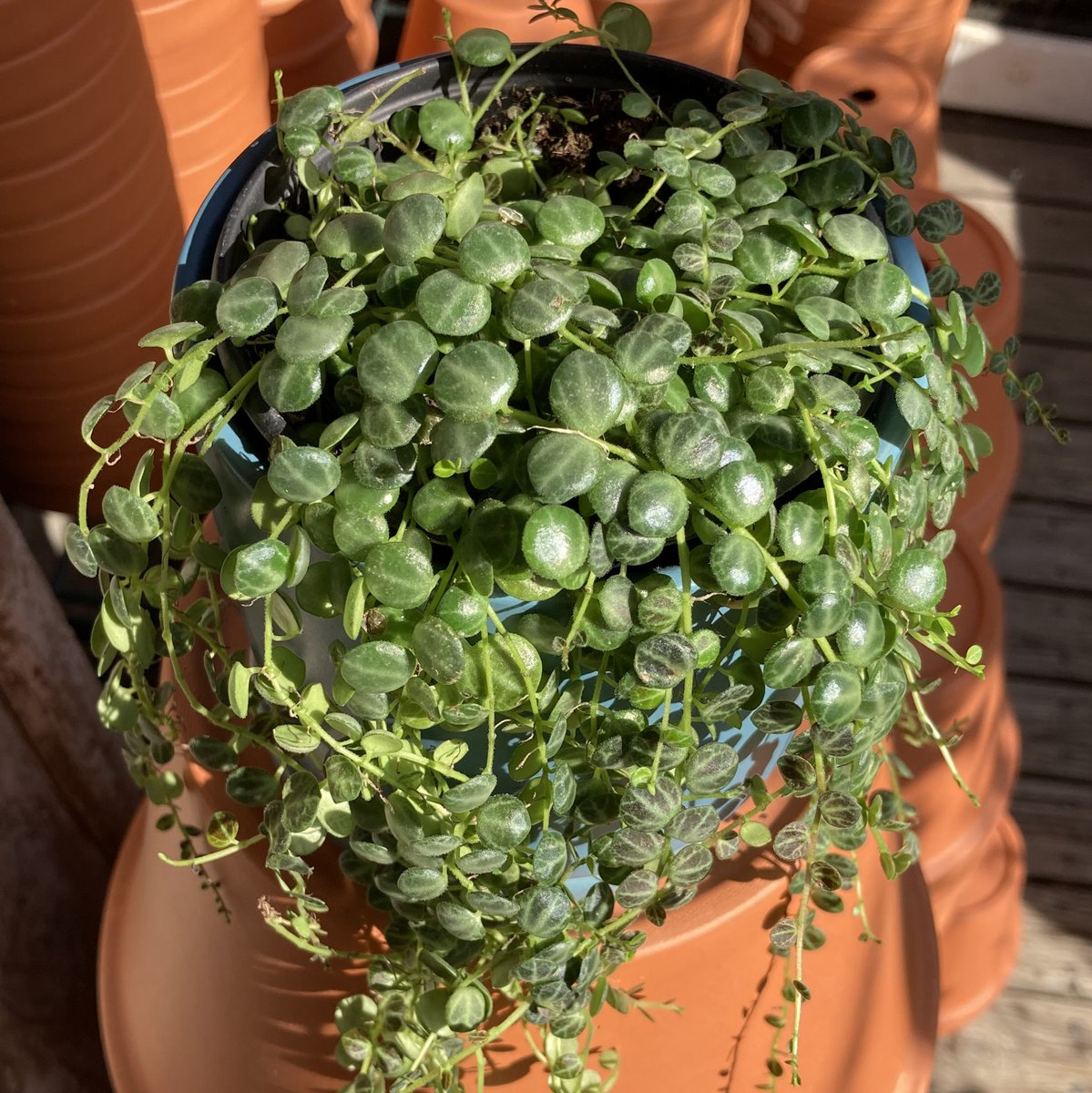 All Houseplants! All the Time! - mailchi.mp/cultivateurban…