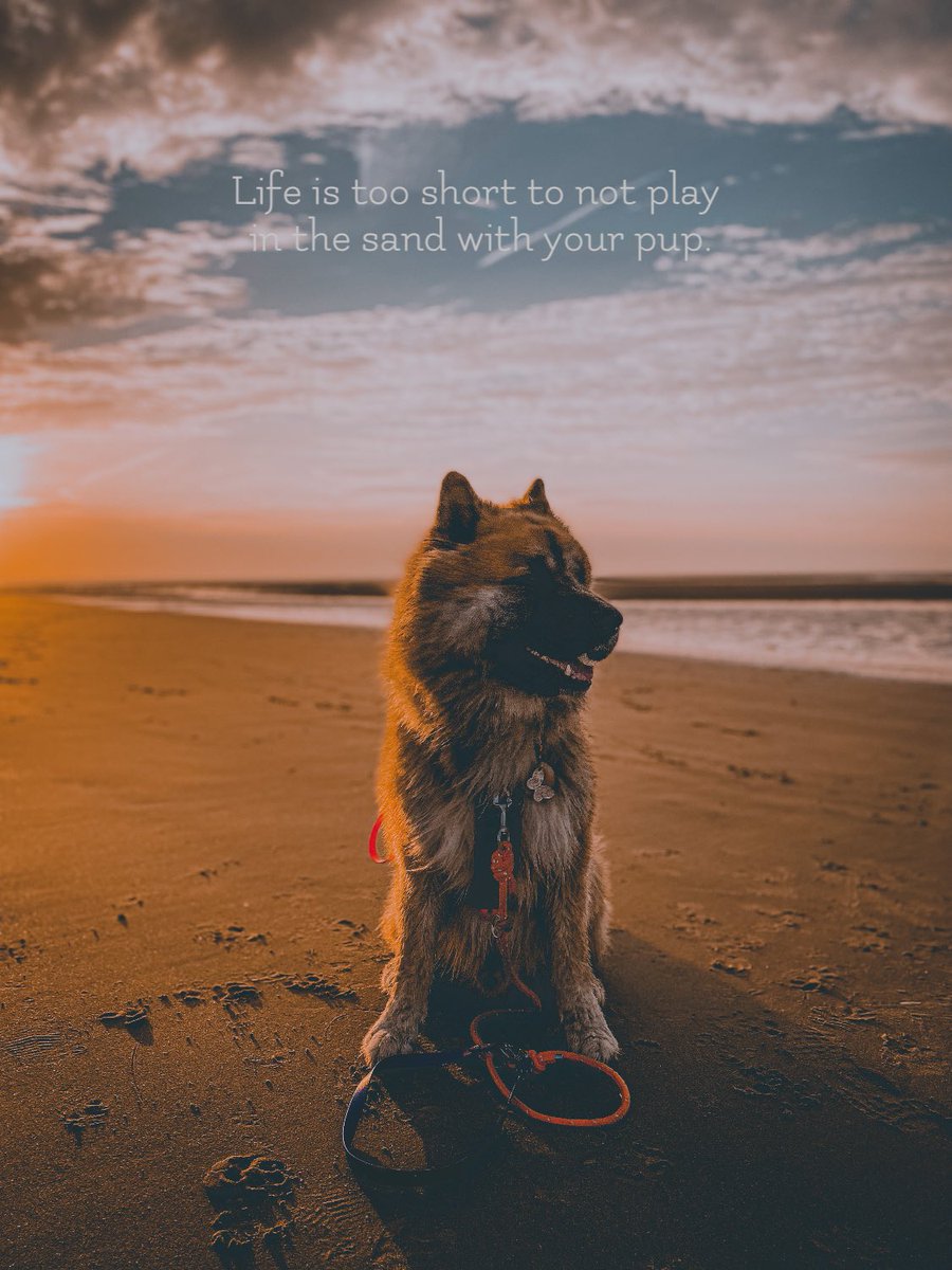 As we head off on a new adventure, here’s reminiscing our last holiday 🧡
#dogs #quotes #beachdays