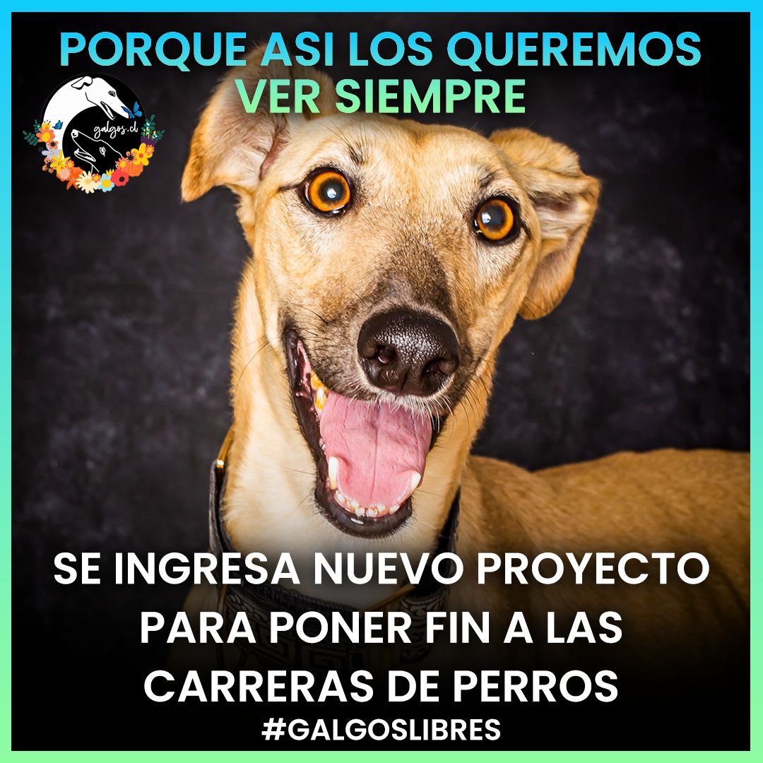 galgoschile's tweet photo. 2/3
El nuevo boletín es el 15388-12
Tengan este boletín en mente ya que acá se actualiza la información.
La idea es que vuelva a ingresar a la comisión de medioambiente de la Cámara de Diputados, comenzar los debates y todo el proceso nuevamente.
#GalgosLibres https://t.co/hGKPVr3QBW
