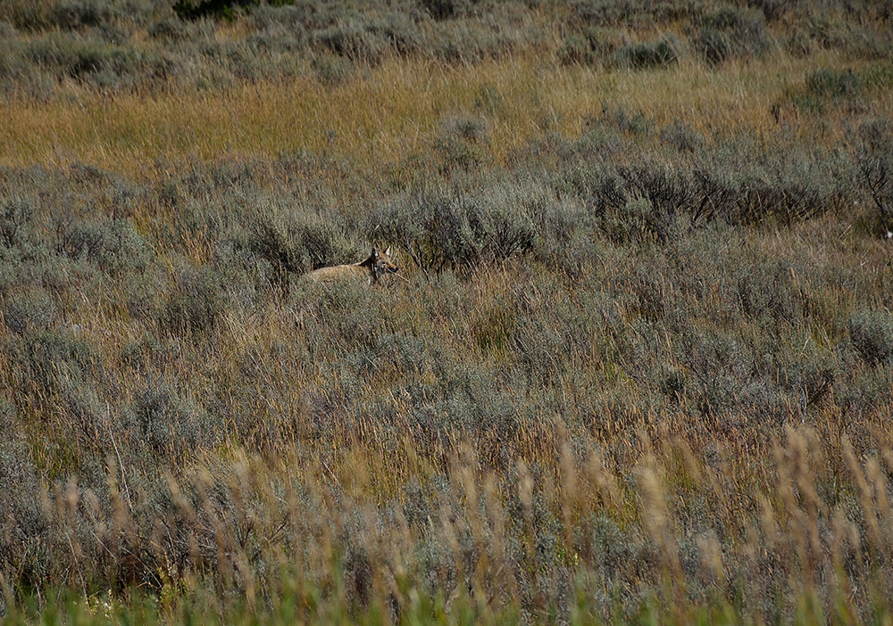 Fishing small stream bathed in fall colors as a coyote searches for food in the distance
campfirelodgewestyellowstone.com
:
#madisonriver #montana #westyellowstone #cabinrental #flyfishing #gallatinriver #jimsflyco #onthefly #whitingfarms #hiking #yellowstonenationalpark  #campfirelodge