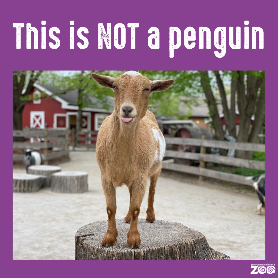 Fort Wayne Zoo tweet media