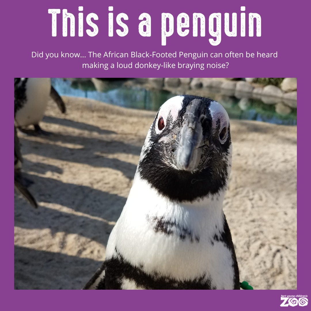 Fort Wayne Zoo tweet media