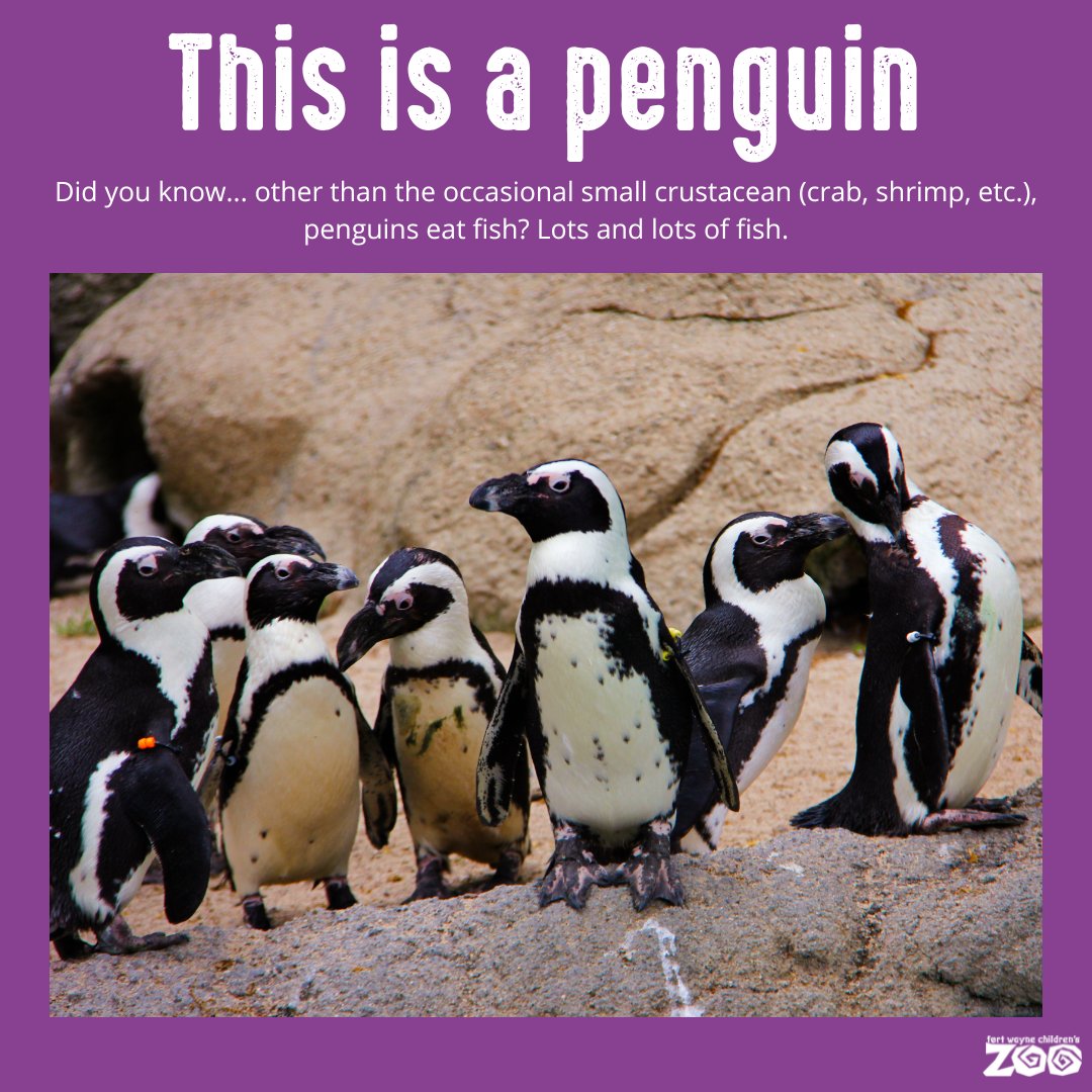 Fort Wayne Zoo tweet media