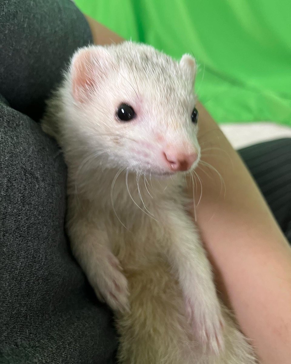 NefasQS's tweet photo. TGIF! @TESOnline Giveaways are back!

ONE person can win:

⛴High Isle Chapter Collector’s Edition
🎁ESO+ (👑s included)
🍂Torchbug Pet
👑1500 Crowns

#ESO #ESOFam 

⚫️FOLLOW/LIKE/RT to enter!
🟢What do you think this little ferret is thinking? 👇 https://t.co/JlpBbjYs4h