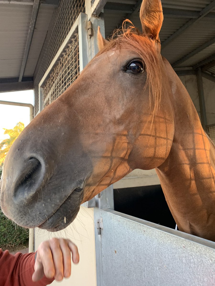 DalasanOfficial's tweet photo. Looking forward to giving it another shake today with Stubby onboard in the Toorak Handicap! 🏇💨@MacdonaldRacing @Racing @SAbreeders @millparkstud @Caulfield https://t.co/vqc5Pq6aHh