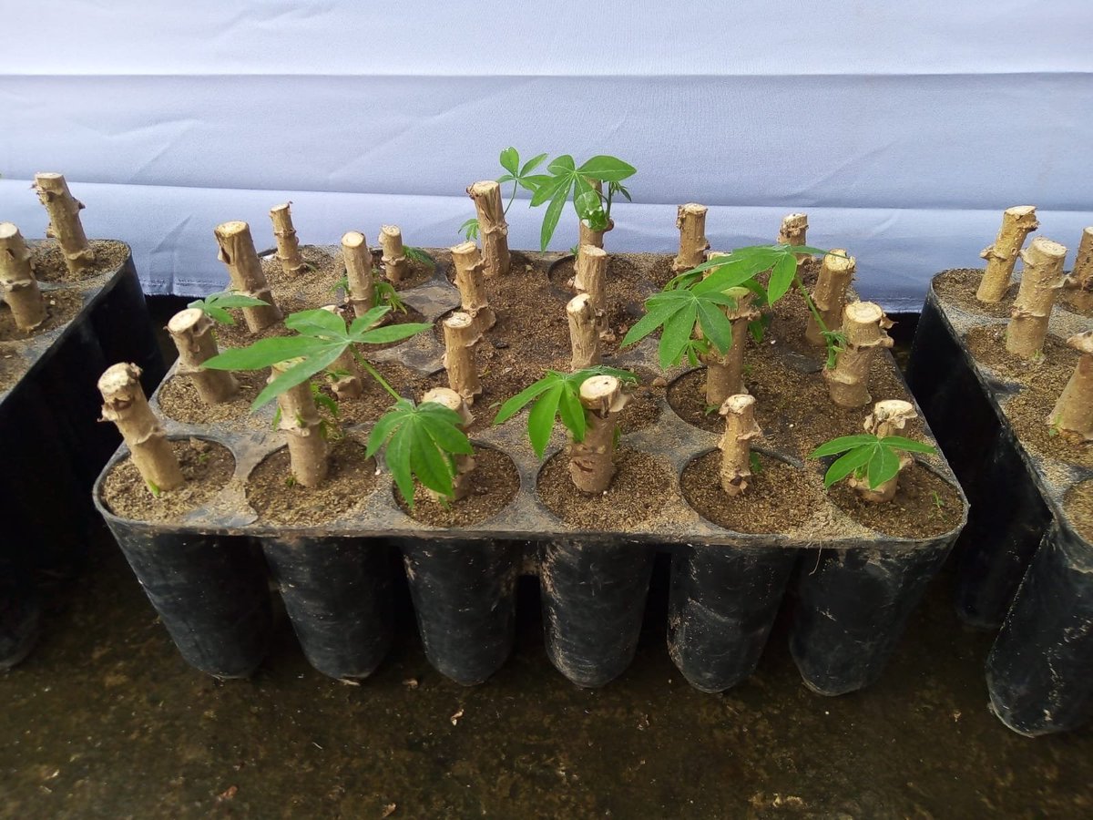 horizontes_de's tweet photo. Encuentro entre empresarios, campesinos y organizaciones en el marco del #PlanYucaPaís liderado por @SomosAGROSAVIA
 y el @MinAgricultura en el cual se busca estimular la producción de yuca industrial en el Carmen De Bolívar, Montes De María. @GobDeBolivar @monomerossa https://t.co/ovyS8daGKr