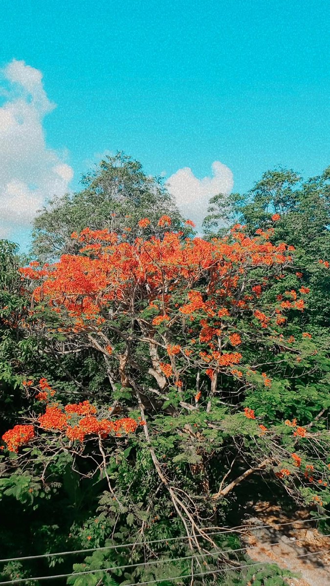 LEYNY95's tweet photo. @MalditaSummer La vista desde nuestra casa @Leo23763060 https://t.co/BV4UxTJPvd