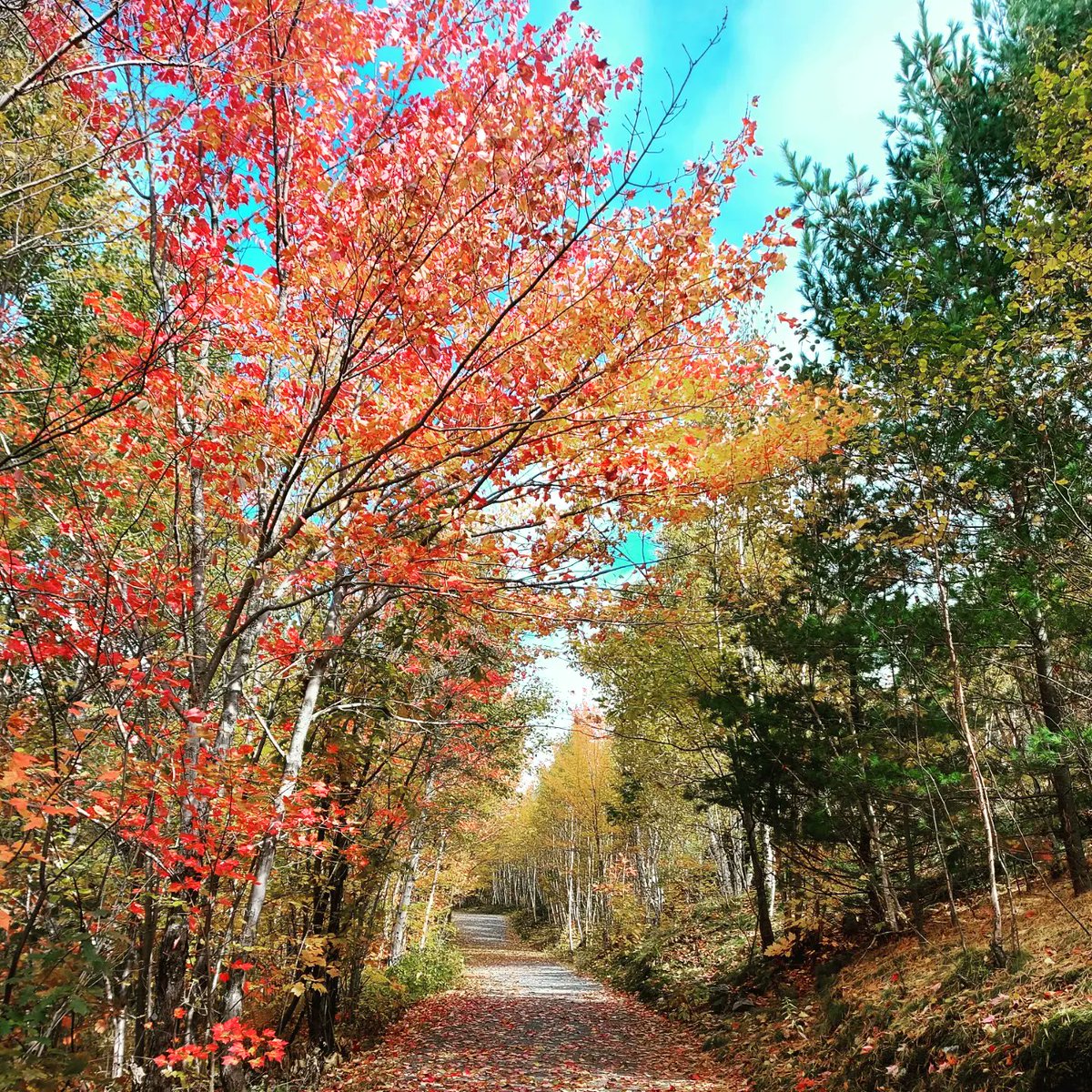 Lake_Laurentian's tweet photo. Happy Thanksgiving long weekend everyone! Enjoy. https://t.co/biUN71gCqI