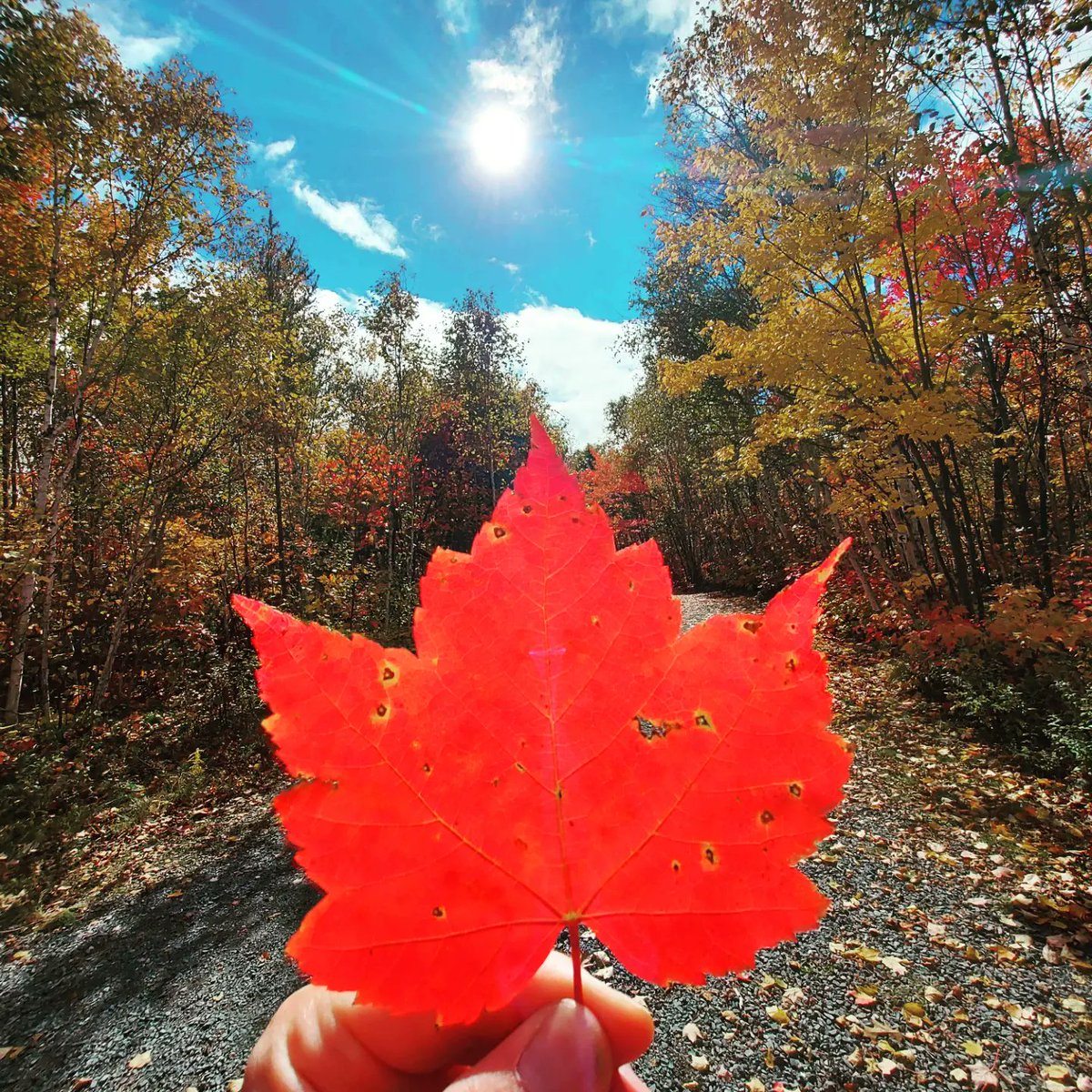 Lake_Laurentian's tweet photo. Happy Thanksgiving long weekend everyone! Enjoy. https://t.co/biUN71gCqI