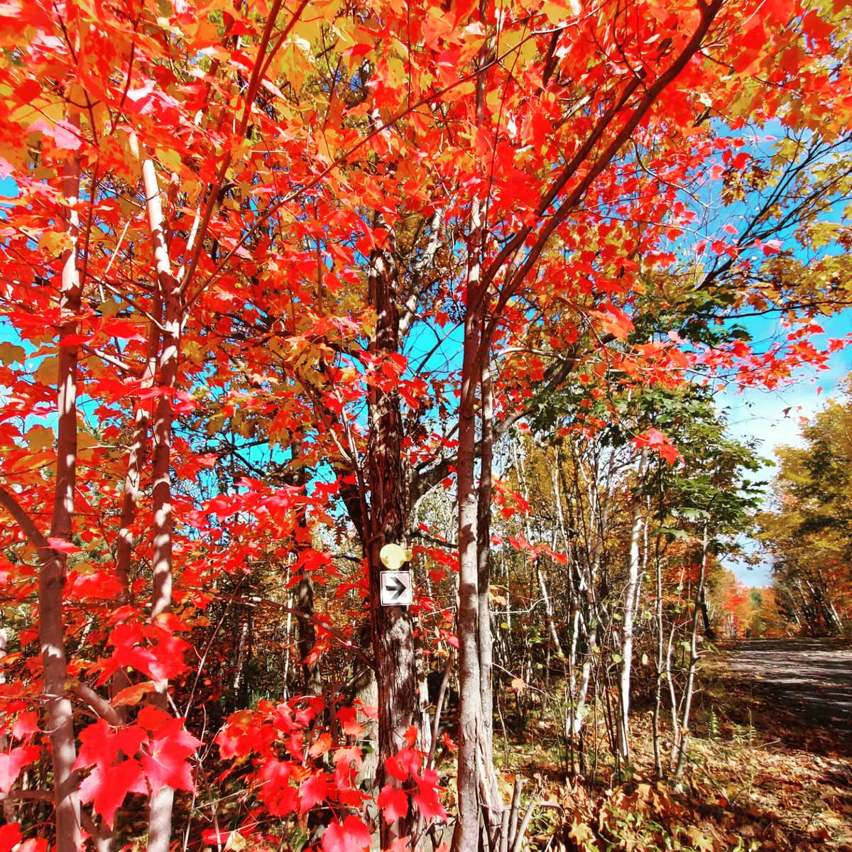 Lake_Laurentian's tweet photo. Happy Thanksgiving long weekend everyone! Enjoy. https://t.co/biUN71gCqI