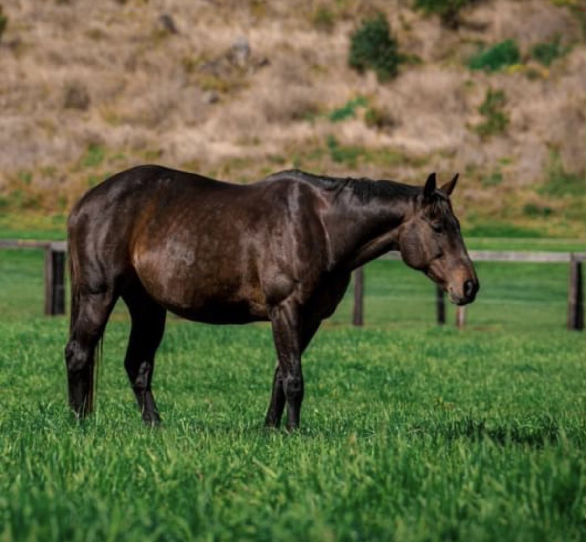 She’s here!! The wonderful Winx has welcomed a little filly overnight 🥰🐴
Her owners say they are “ecstatic” and “both mum and foal are healthy and doing very well.” ⁦<a href="/abcnews/">ABC News</a>⁩ ⁩ ⁦<a href="/abcsport/">ABC SPORT</a>⁩ ⁦<a href="/ABCRural/">ABC Rural</a>⁩ 
📸 ⁦<a href="/winx_horse/">Winx (Official)Ⓜ️Ⓜ️Ⓜ️Ⓜ️</a>⁩