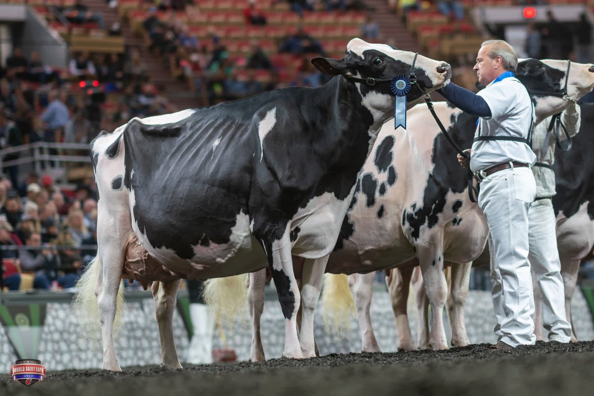 Jonesyyy_CAJ's tweet photo. Oakfield Solomon Footloose…1st place 5yr old &amp; Grand Champion @WDExpo 2022!!

#whatacow #madisonmoments #supremechampion #loveholsteins https://t.co/q7PMC40StO