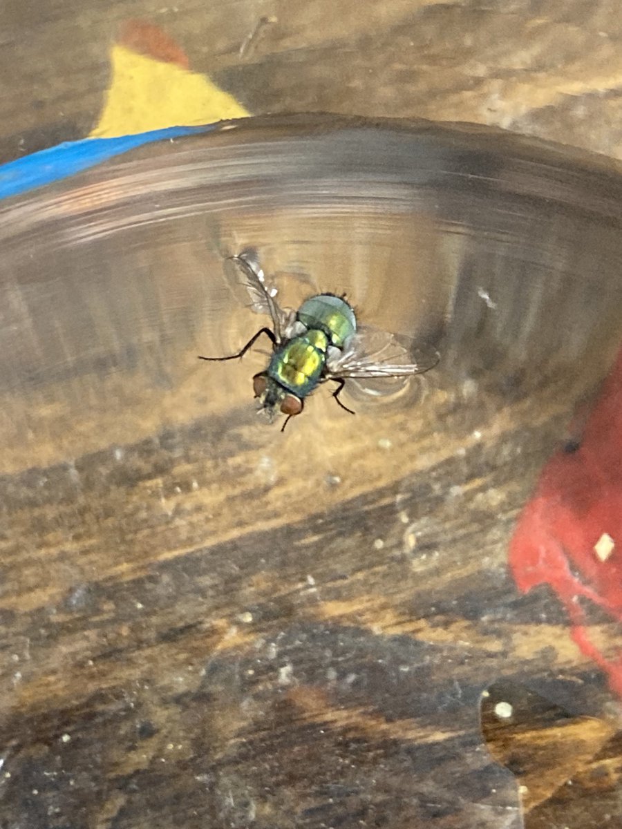 Flies are kind of beautiful…