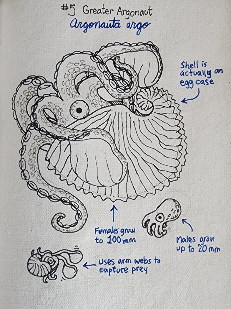KetrinaYim's tweet photo. Octo-ber 5: The Greater Argonaut and its kin are also known as paper nautiluses due to the thin "shell" that the females occupy. They are found worldwide in tropical and subtropical seas.
#october #octopus #argonaut #papernautilus #cephalopod #education #art https://t.co/Y2Oi29LU1v