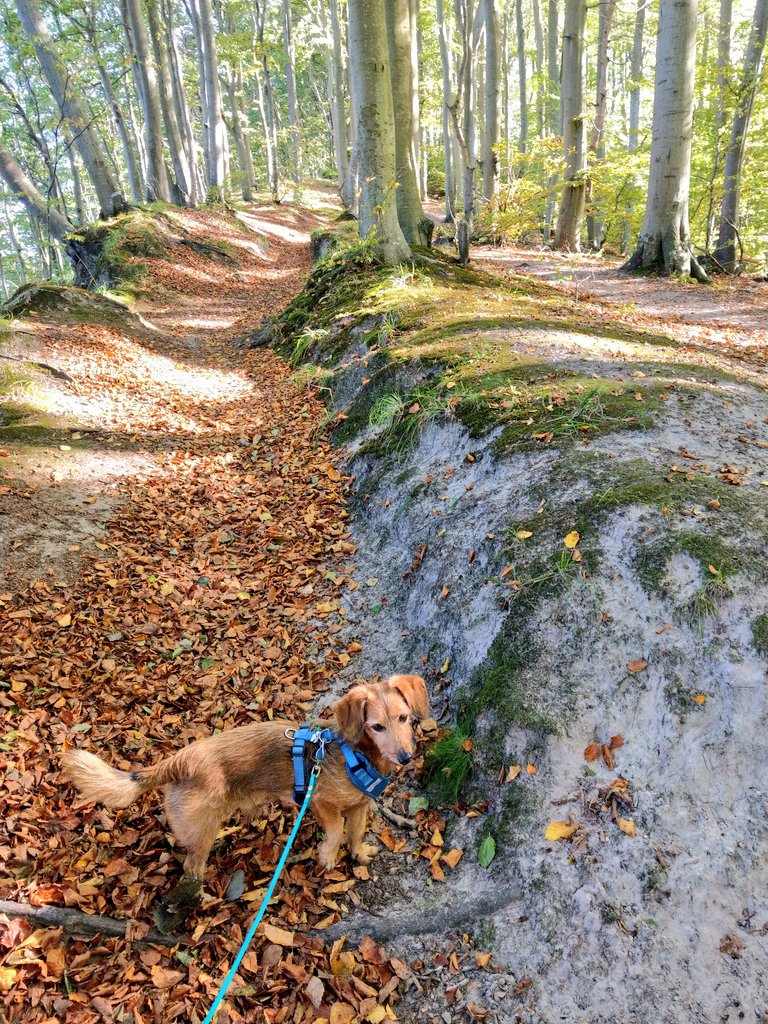 freitagsfrau's tweet photo. Küstenwald #Granitz auf der Insel #Rügen in #MV https://t.co/TVNsQtGcNq