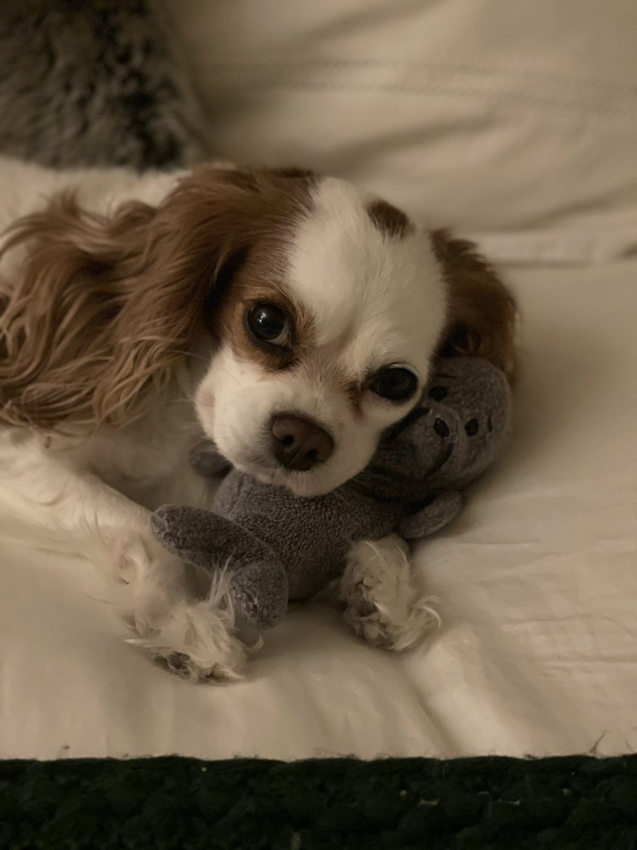 TheHollyJones's tweet photo. Gerald is all tucked in with his friend Penny for their sleepover before @Gonzagau #FallFamilyWeekend events tomorrow! #SealOfApproval https://t.co/WNbuVdAaa2