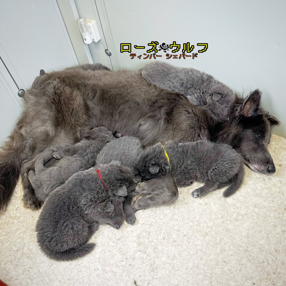 rosewolfjp's tweet photo. 彼らに寒いのは関係ないみたい。
#ティンバーシェパード #timbershepherd #RTSD https://t.co/EuVt0D4zNG