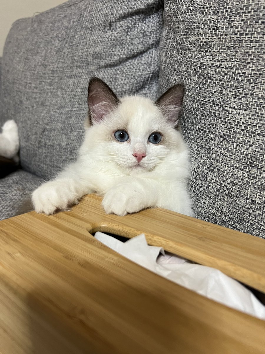 smore_rag_cat's tweet photo. かわヨ振り向きネッコ https://t.co/wILXE4pJO8
