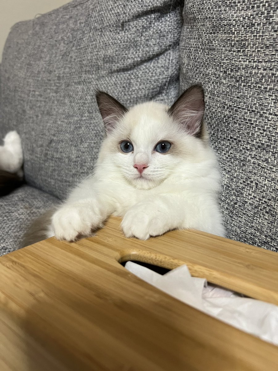 smore_rag_cat's tweet photo. かわヨ振り向きネッコ https://t.co/wILXE4pJO8