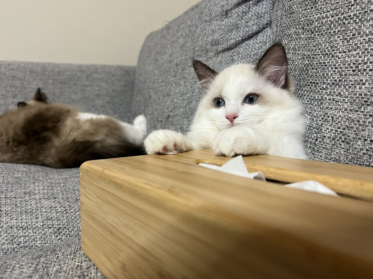 smore_rag_cat's tweet photo. かわヨ振り向きネッコ https://t.co/wILXE4pJO8