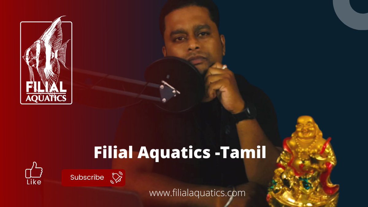 AquaticsFilial's tweet photo. We are all set and ready for the launch of our new Tamil youtube channel.
Link for the channel:- https://t.co/t39xJxhmzz…
Don't forget to like,Share and subscribe.

#filialaquatics #youtubetamil #aquarium #hobby #cichlid #goldfish #angelfish #a #fish #fighterfish #betta #madurai https://t.co/Zsch7VtwI4